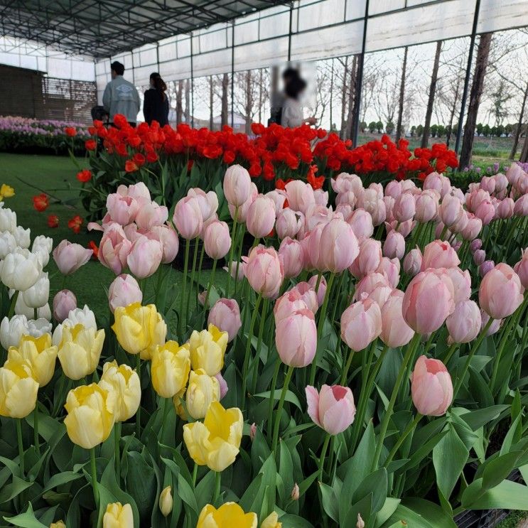 연중무휴 아이와 함께 꽃 나들이 갈 수 있는곳 아산 세계 꽃 식물원