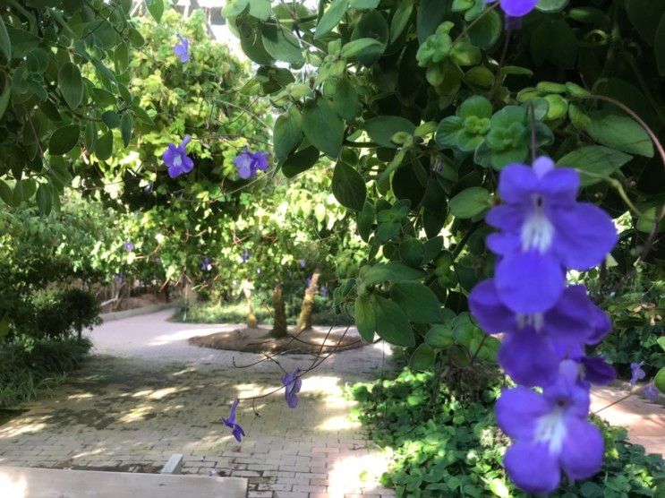 아산세계꽃식물원 온실
