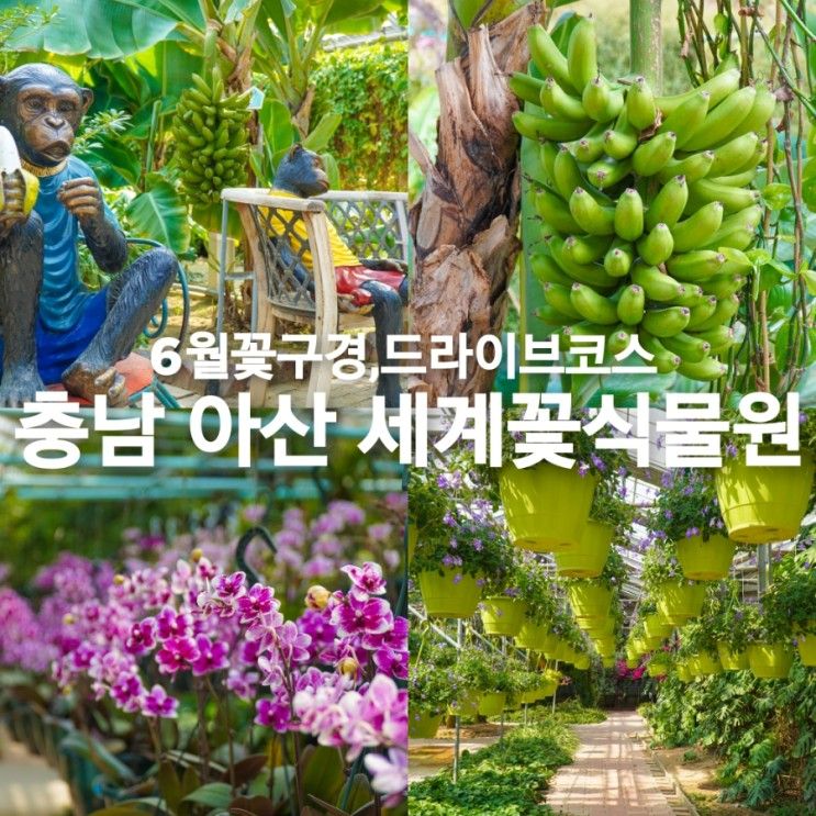 충남 아산 여행 세계꽃식물원 6월 꽃구경 드라이브 코스