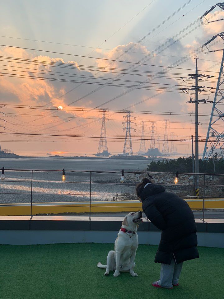 석양맛집 영흥도 대형견펜션 애견펜션 스테이독 100%즐기기