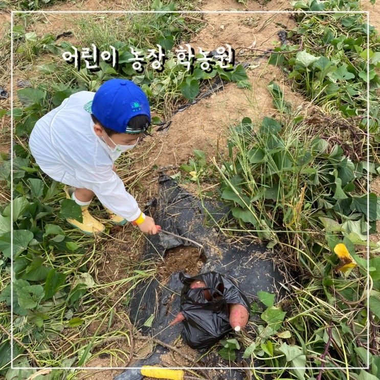 평택 어린이농장학농원 10월 고구마체험, 4살아이와함께💚꿀팁