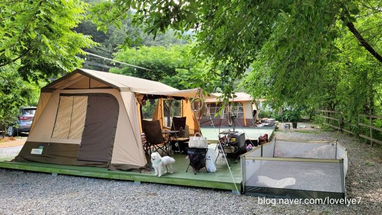 [캠핑]가평 애견동반 물골숲계곡오토캠핑장 강추❣️
