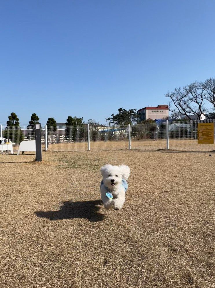 포항 화이트7 애견풀빌라... 제트스파, 애견운동장...