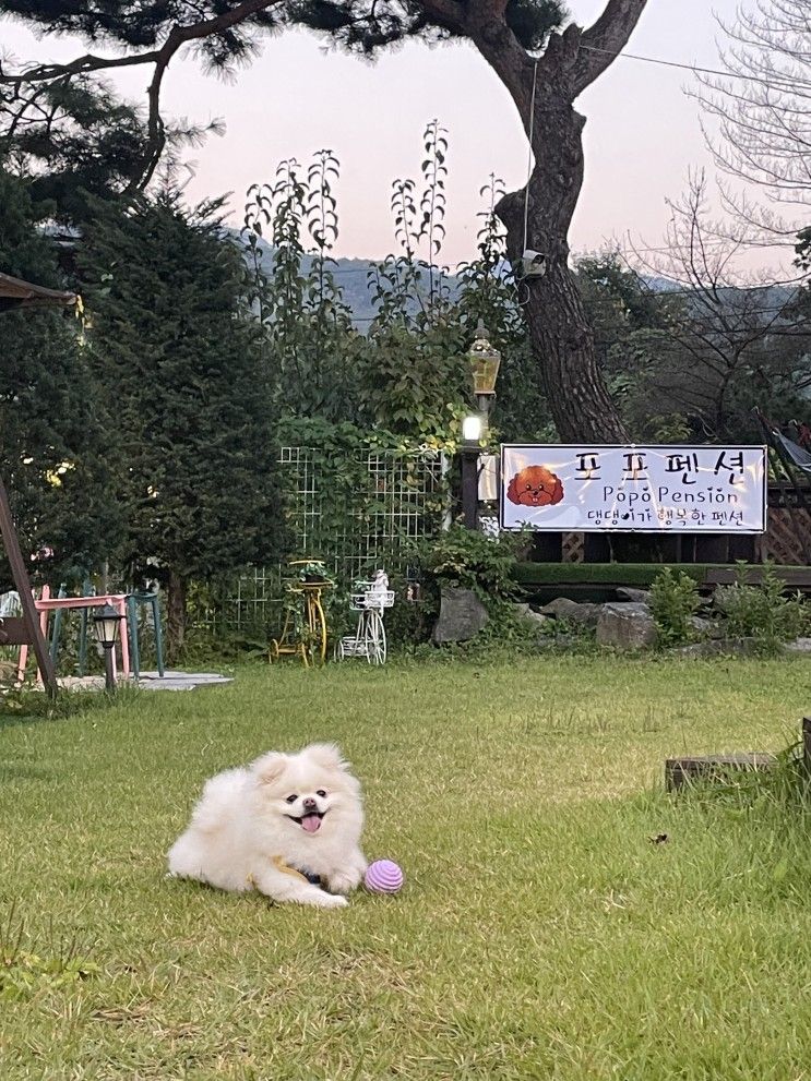 포천 애견동반펜션, 포천 애견펜션 추천 : 포포펜션