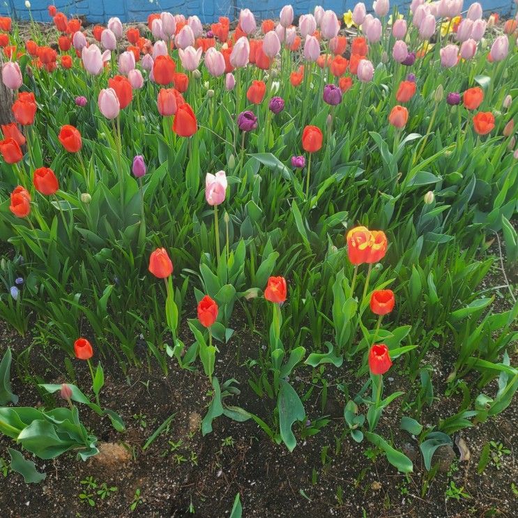 아산 세계꽃식물원 4월17일에 다녀왔어요.