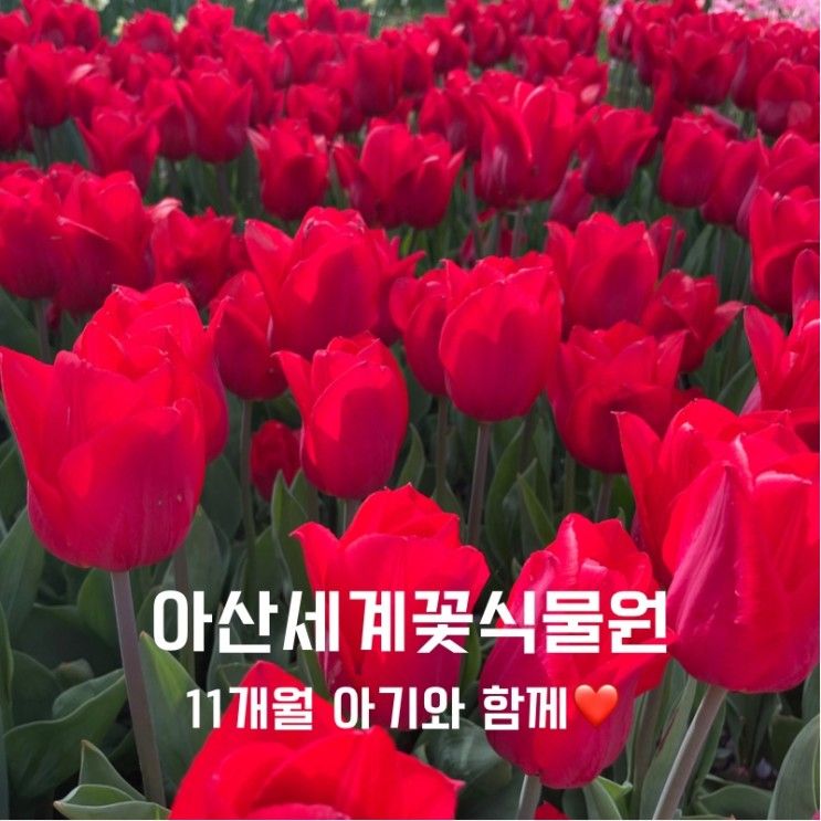 [아이와 함께] 11개월 아기랑 아산세계꽃식물원 / 아기랑 갈 만 한 곳인가? 유모차 접근성