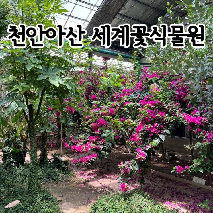 천안 아산 세계꽃식물원 방문기 (화분 구매 후기)
