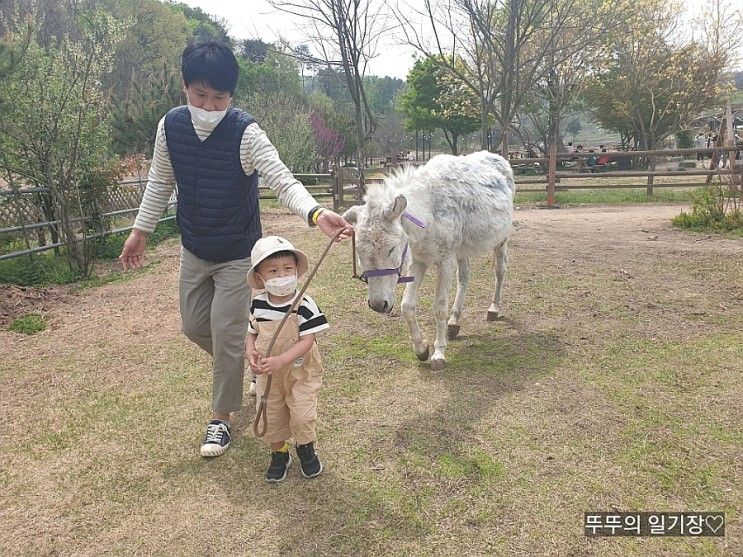 < 경기도 이천 아이와 가볼만한곳 > 당나귀와 산책하고 먹이주는 체험이 가능한 스카이밀크팜