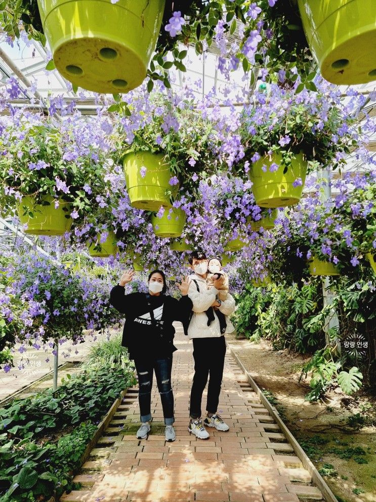 [아산 가볼만한 곳] 아이와 주말 봄나들이 꽃구경 추천 '세계꽃식물원'