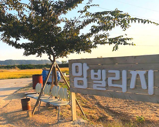 [태안여행:1박2일] 가족캠핑 맘빌리지,팜파스축제