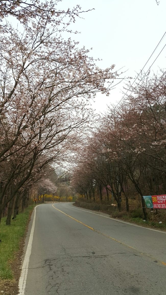 [김포] 문수산 펜션 마당에서 꽃놀이