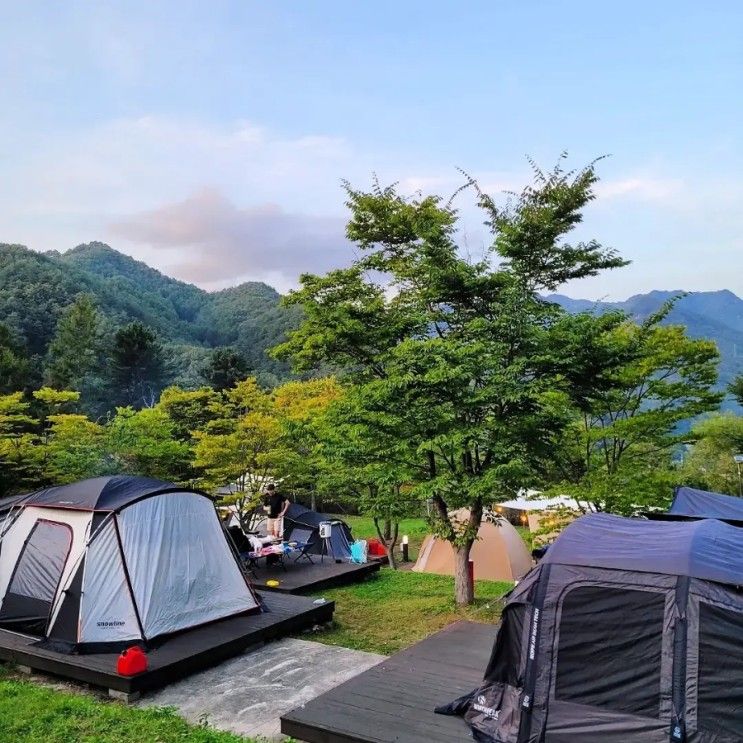 강원도 인제 애견동반... 리조트 겸비한 "라이프위드도그" 추천]