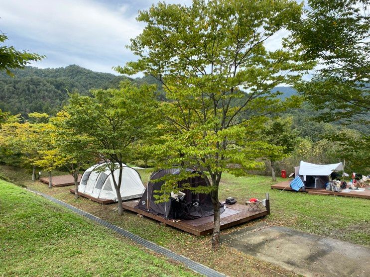 10월에 오픈한 ONLY 애견족을 위한 라이프위드도그 캠핑장! 차...