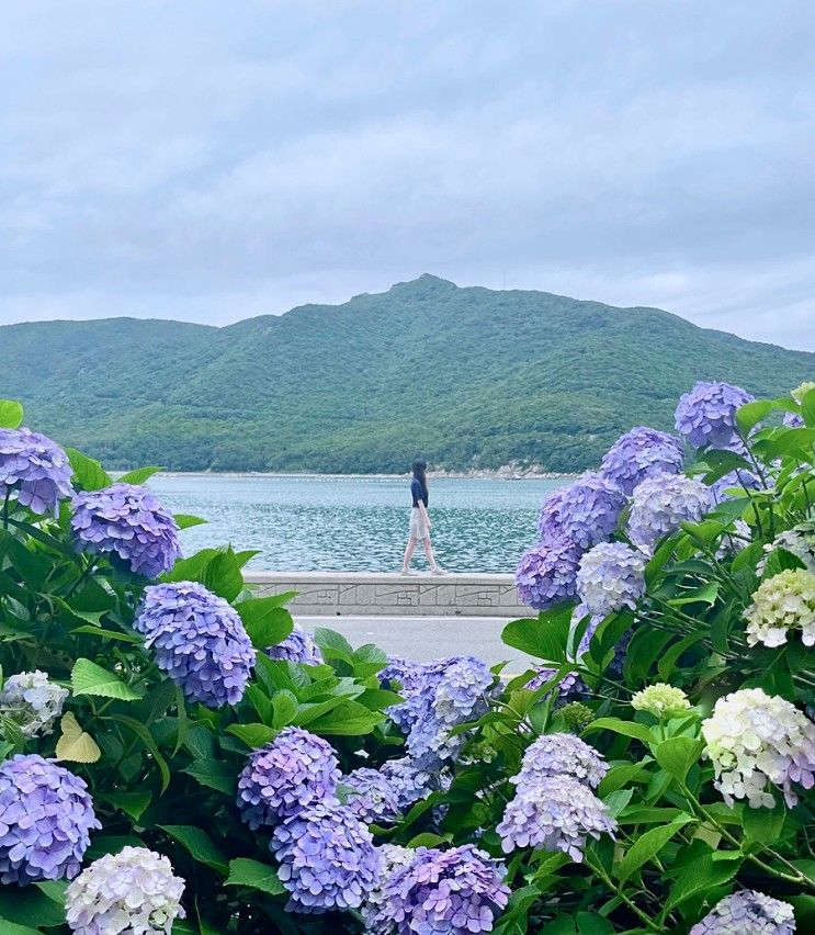 [거제 가볼만한곳] 거제도 여행 저구항 수국 명소 포토존