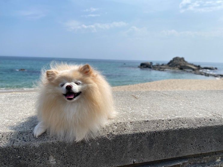 강릉애견동반펜션 바다의별 오션뷰 최고!