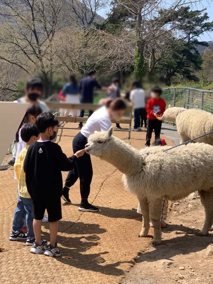 광주근교 화순카페 아이와가기좋은카페 올라알파카 가몰만한곳