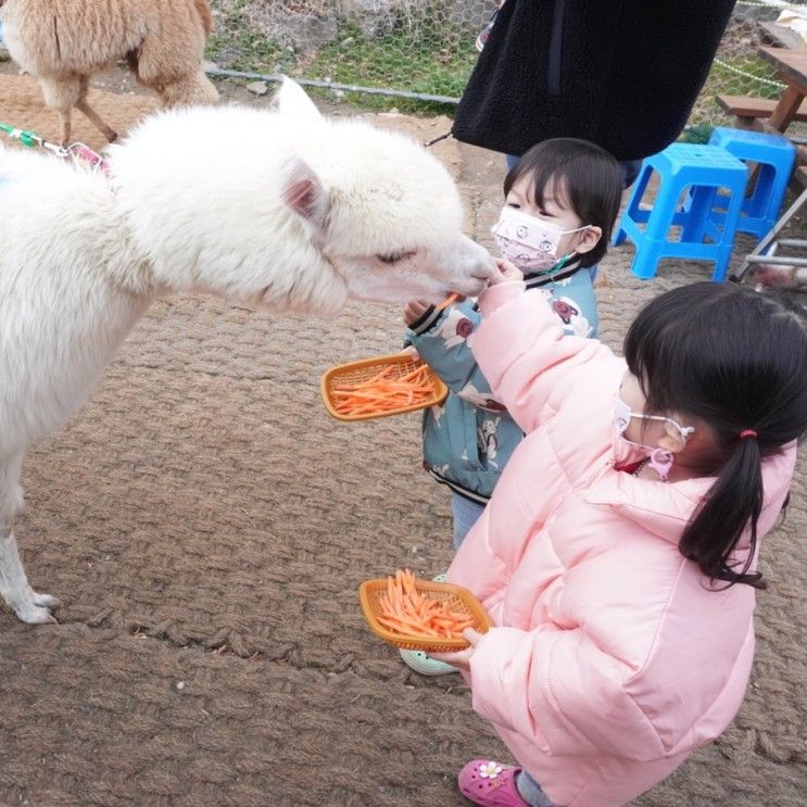 광주근교 아이와 가볼만한 화순 카페 올라알파카 w.먹이체험