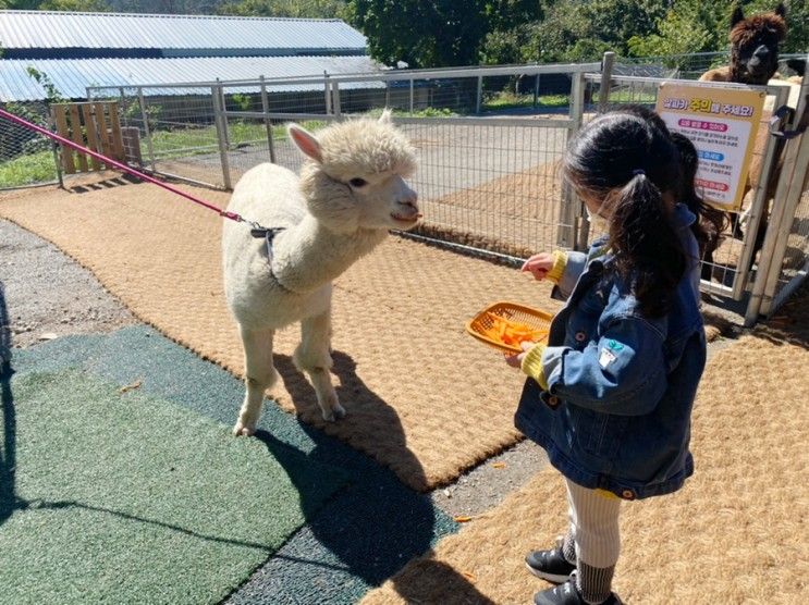 광주근교 아이와 함께 가기 좋은 화순 수만리 올라알파카