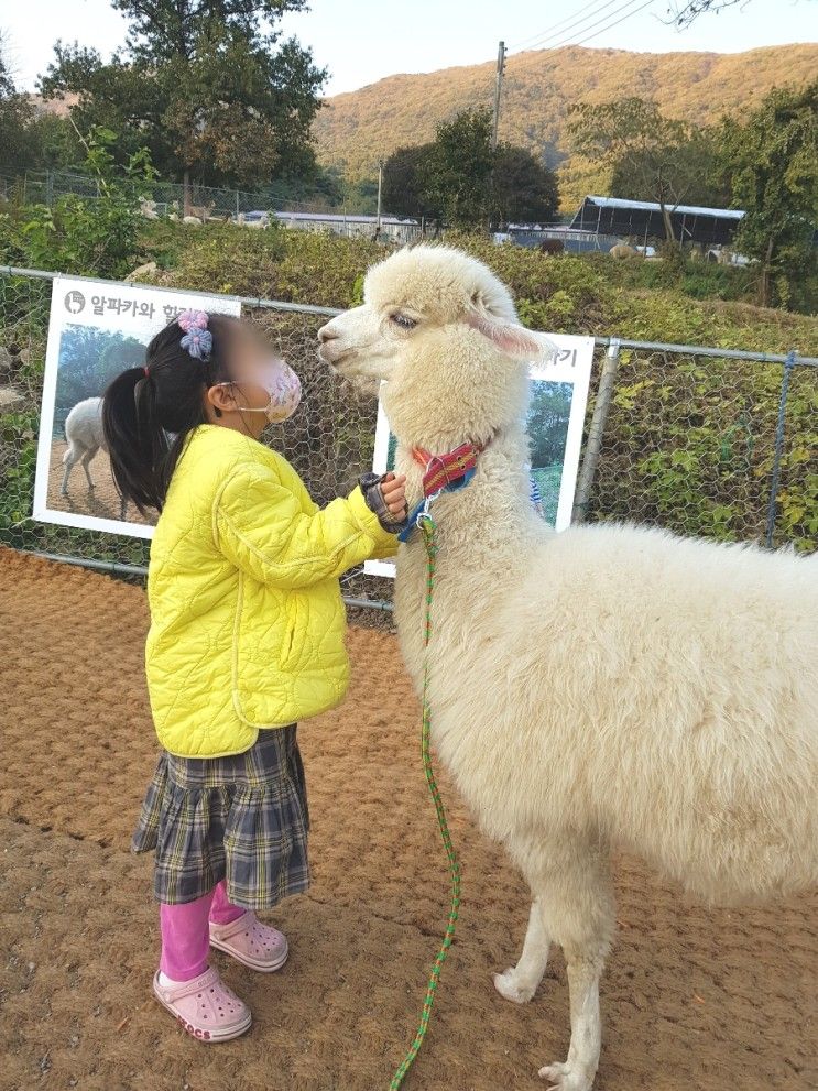 알파카와 산책하고 교감하는 화순 카페 올라알파카