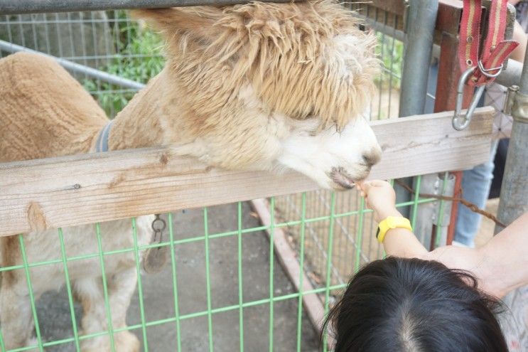 화순카페 올라알파카 무료로 먹이줘요