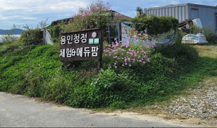 용인아이와가볼만한곳 블루베리농장 "용인청정팜"