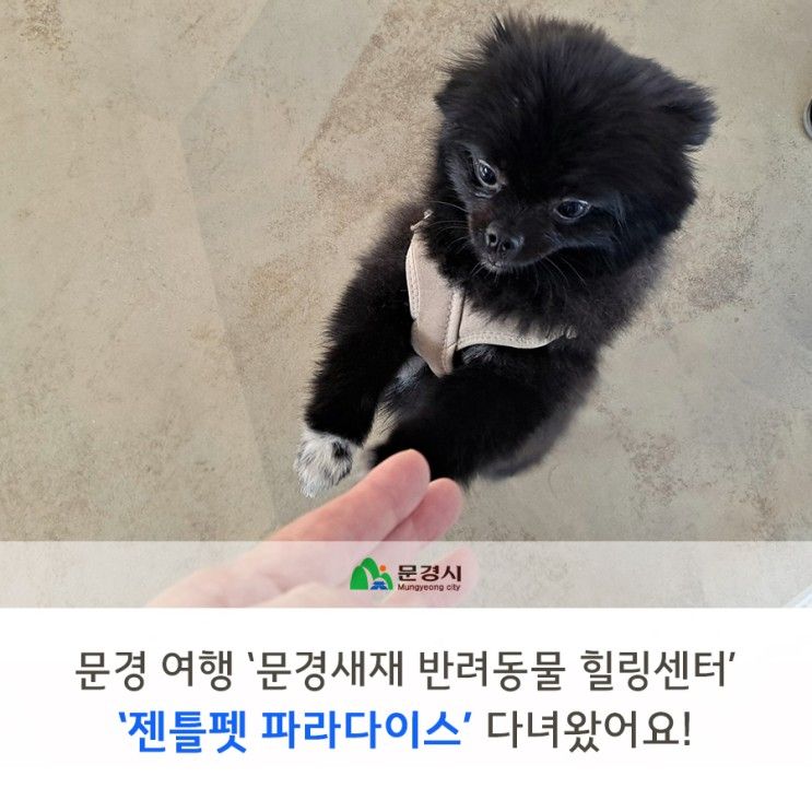 문경여행 '문경새재 반려동물힐링센터' 젠틀펫 파라다이스~!