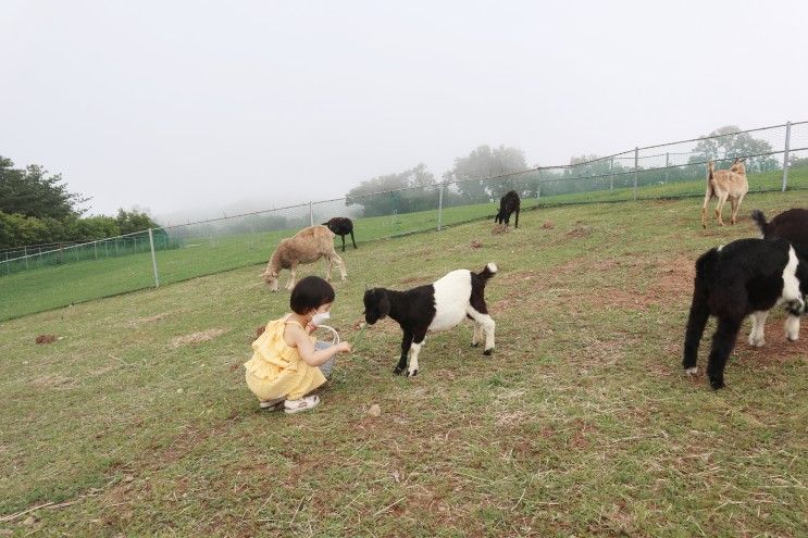 울산 양떼목장 울산 아이와 가볼만한곳 추천