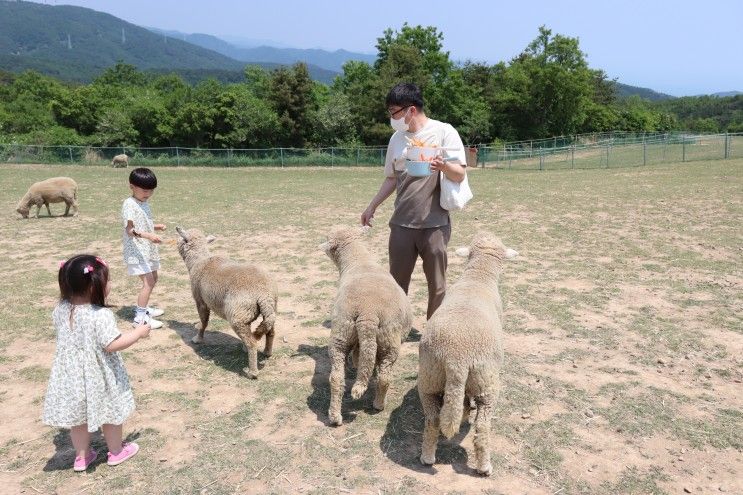 울산 양떼목장, 다음엔 해너울터도 와봐야지!