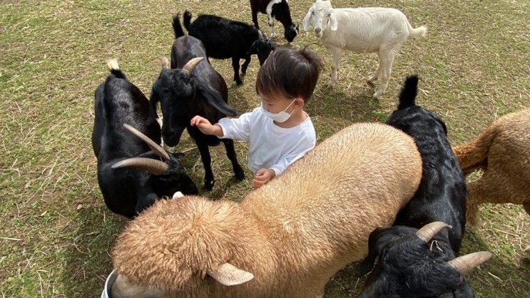 울산 양떼목장 가는길 - 울산 주말 아이와 함께 갈만한 곳