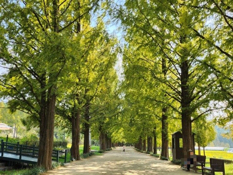 담양여행 1일차 - 칠성옥/메타세쿼이아 가로수길/소아르호텔...