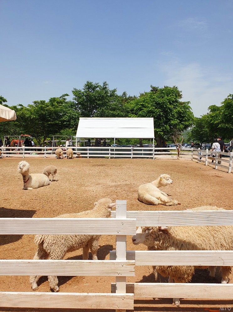 울산 ★　언양 포니랜드。　울주 언양 승마체험 양떼목장 먹이체험 할수있는 아이와가볼만한곳