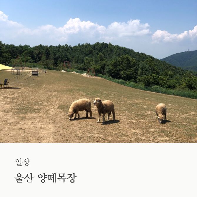 울산 양떼목장