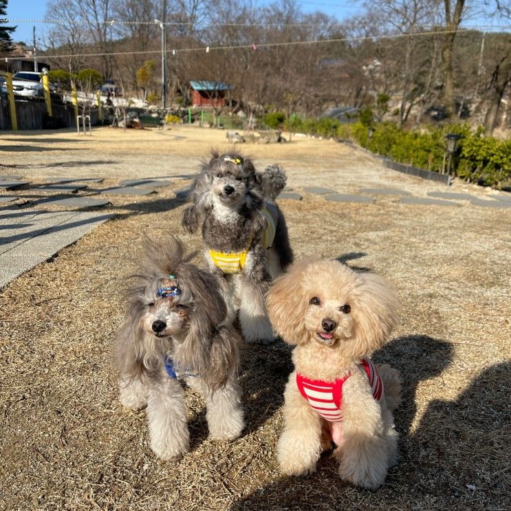 강릉애견펜션 해피몽에서 계곡까지 즐기는 1박 2일 여행