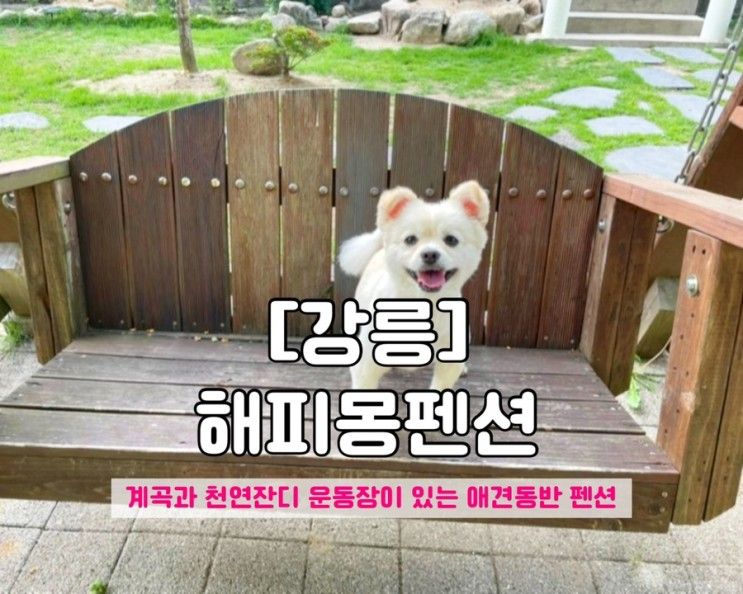 [강릉] 소형견 애견 동반 펜션 추천 “해피몽펜션” (애견...