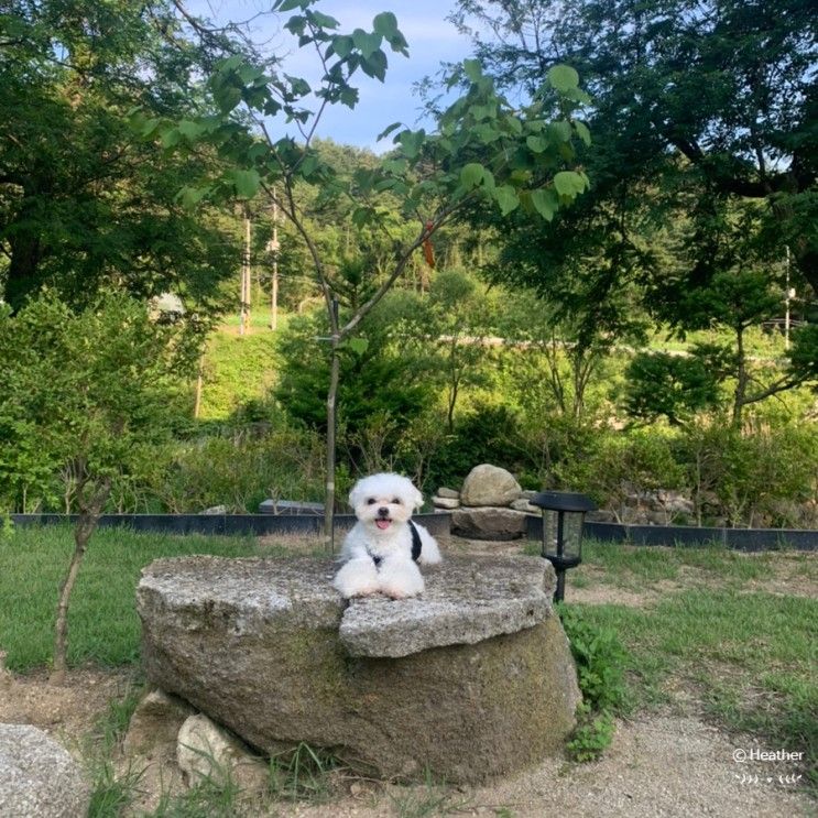 강릉 애견동반 숙소는 해피몽펜션으로 1박2일