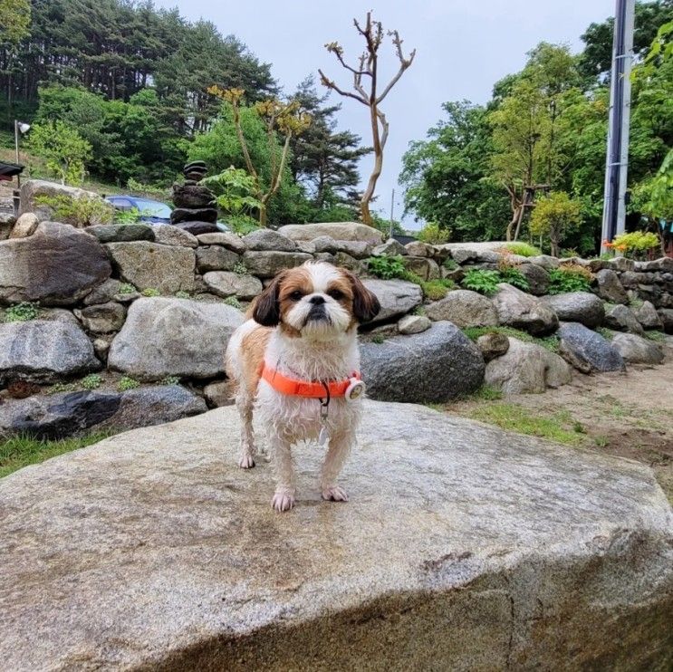 강릉 애견펜션, 나만 알고 싶은 강아지 동반 해피몽펜션