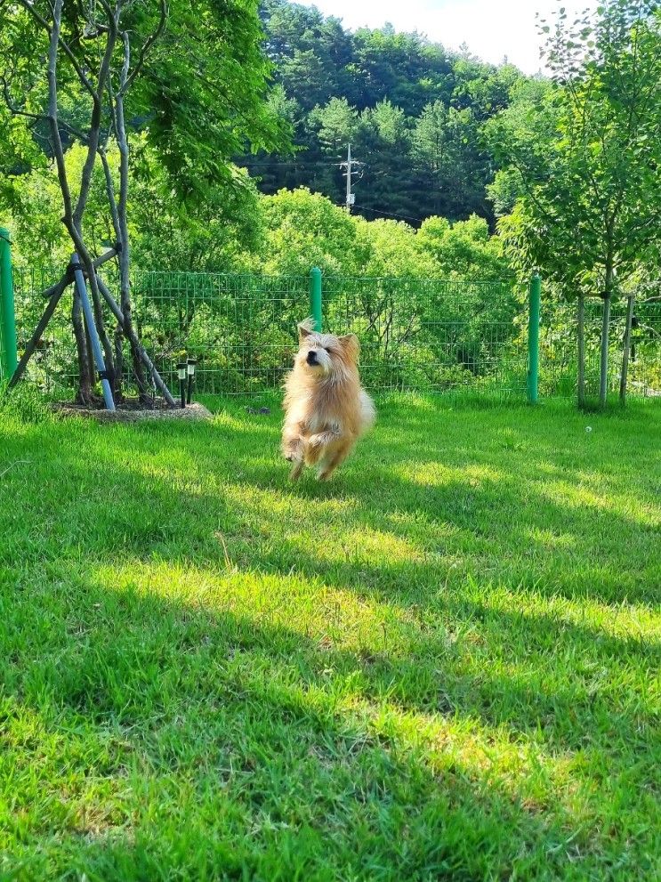 웅둥이와 함께 한 강릉여행 ｜강릉 애견동반펜션 해피몽펜션