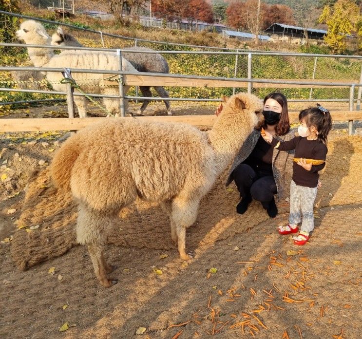 화순 올라알파카 아이랑가볼만한곳