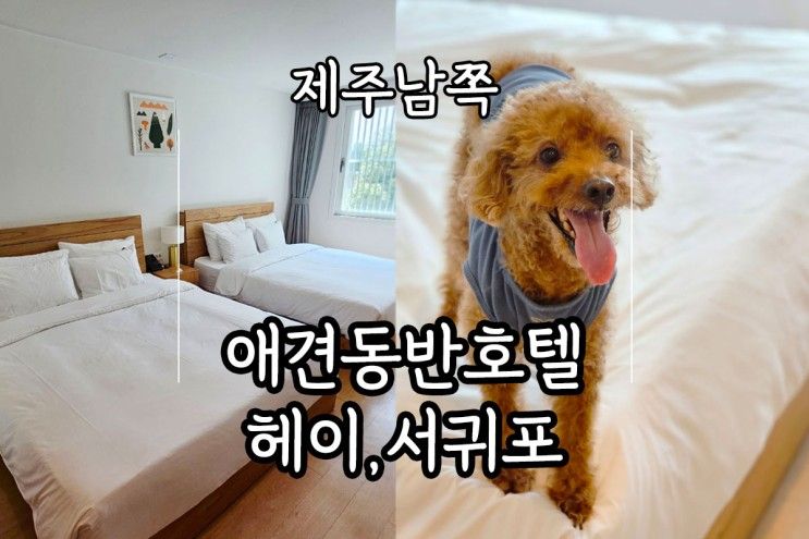 제주 애견동반 숙소 헤이 서귀포 펫카페 품은 가성비...