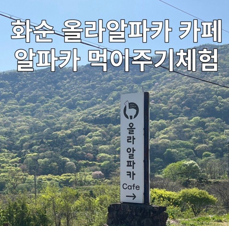 화순카페 올라알파카 아이와가볼만한곳 알파카먹이주기체험