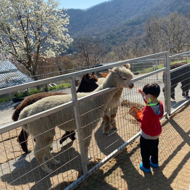 광주근교 아이랑 가볼만한곳 : 화순카페 올라알파카