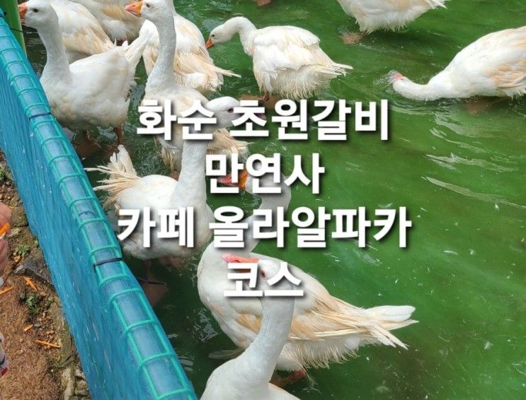 화순맛집 초원갈비 올라알파카 코스