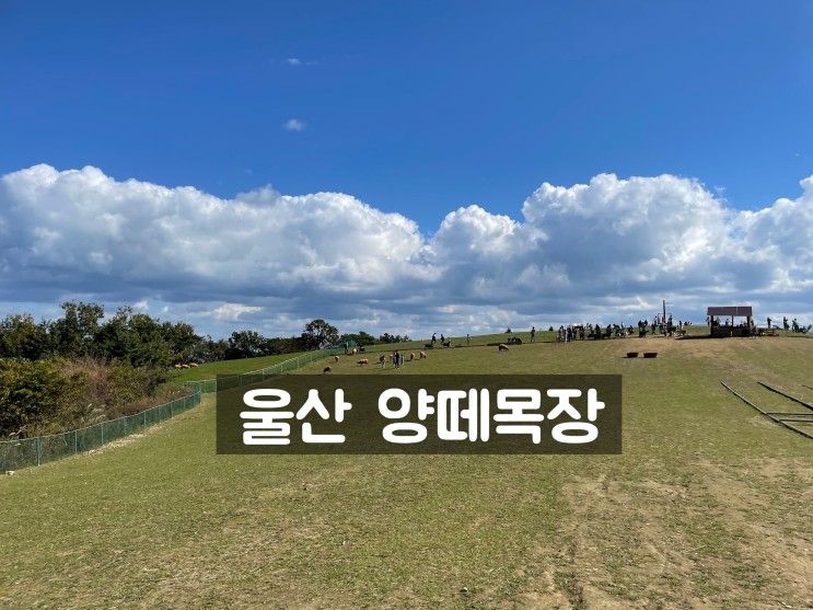 부산 근교 울산 아이랑 가볼 만한 곳/울산 #양떼목장 /동물 친구들 먹이주기 체험