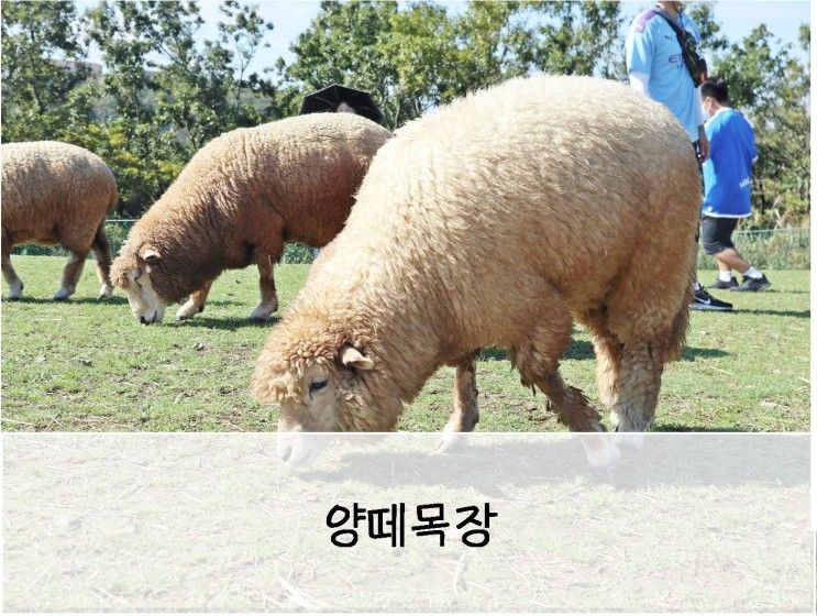 울산 양떼목장 직접 교감해서 좋은 아이와 가볼만한곳 추천