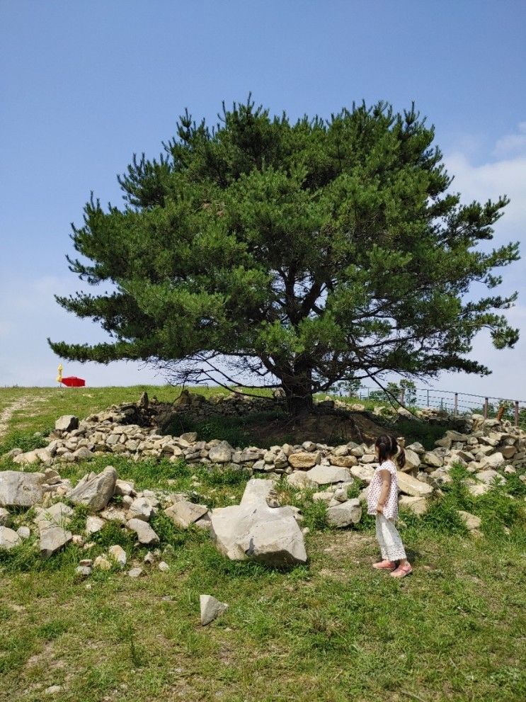 울산 양떼목장 울산 아이와 가볼만한 곳 > 울산 언양 목장 비교