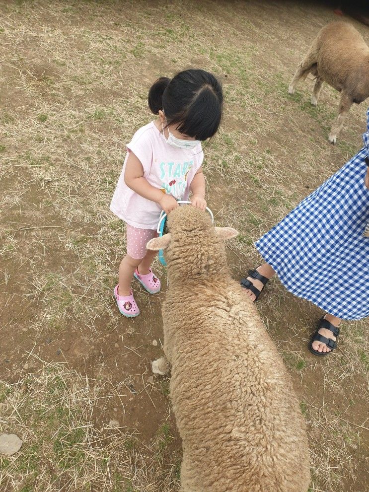 부산 근교 아이와 가볼만한 곳 / 동물체험) 농업회사법인 울산양떼목장 아이와 함께하기 좋아요 ^^