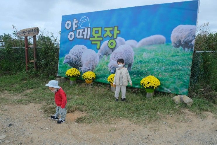 부산 근교 아이와 가볼만한곳 울산 양떼목장