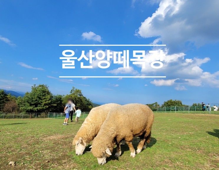 울산양떼목장 부산근교아이랑 갈만한곳, 먹이주기 체험