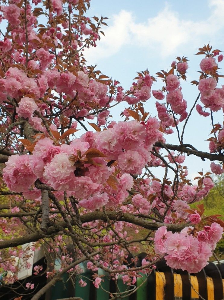 인천 겹벚꽃 볼만한곳 인천나비공원 겹벚꽃 실시간 개화현황