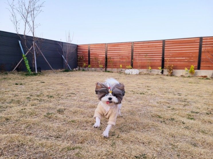 [강원도 고성] 1박2일 애견동반여행ㅣ보니블루 애견펜션ㅣ천연...